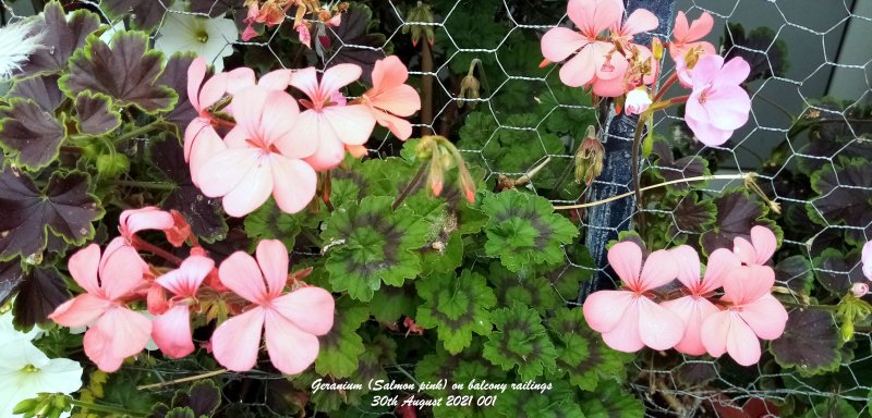 Geranium (Salmon pink) on balcony railings 30th August 2021 001.jpg