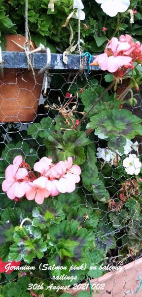 Geranium (Salmon pink) on balcony railings 30th August 2021 002.jpg