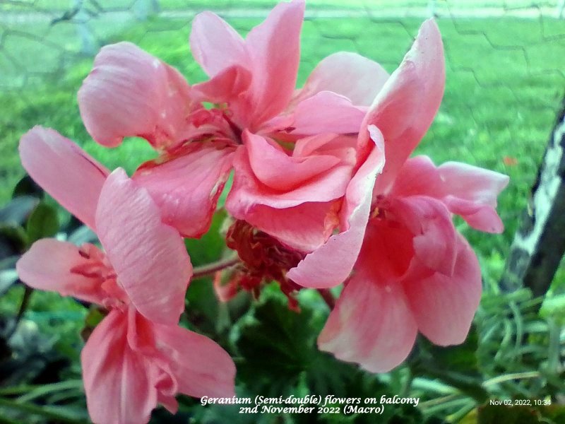 Geranium (Semi-double) flowers on balcony 2nd November 2022 (Macro).jpg