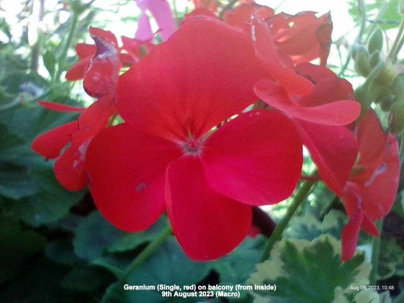 Geranium (Single, red) on balcony (from inside) 9th August 2023 (Macro).jpg