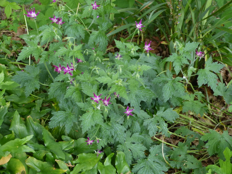 Geranium thurstonianum.JPG