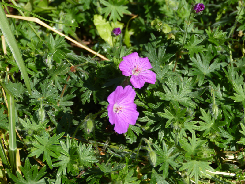 Geranium traversii.JPG