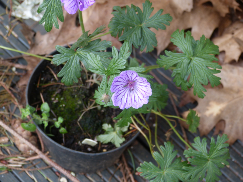 Geranium tuberosum.JPG