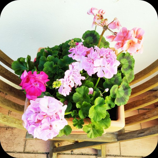 Geraniums in Courtyard 1 Jan 25.jpg