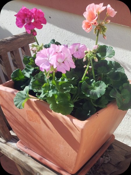 Geraniums in Pot 213 Dec 24.jpg