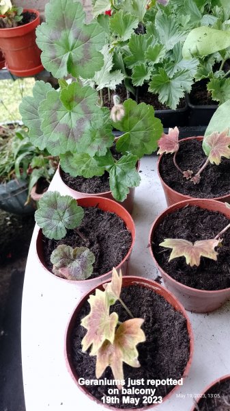 Geraniums on balcony 19th May 2023.jpg