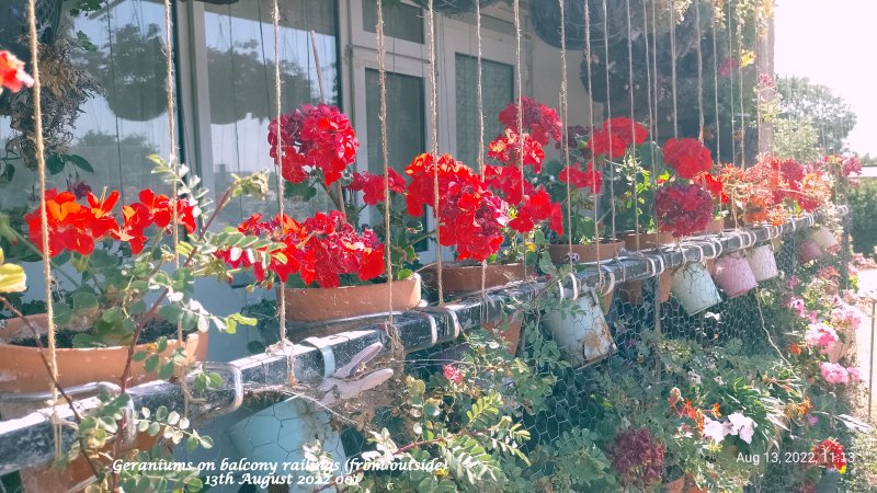 Geraniums on balcony railings (from outside) 13th August 2022 001.jpg