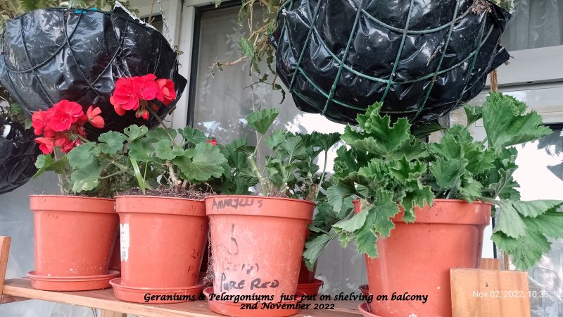 Geraniums & Pelargoniums  just put on shelving on balcony 2nd November 2022.jpg