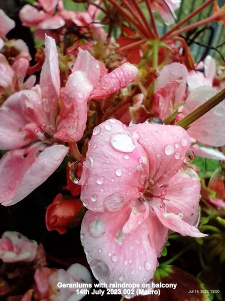 Geraniums with raindrops on balcony 14th July 2023 002 (Macro).jpg