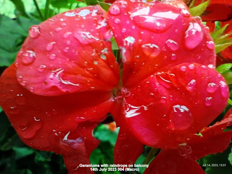 Geraniums with raindrops on balcony 14th July 2023 004 (Macro).jpg