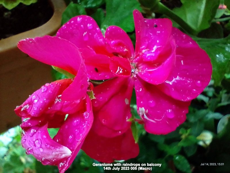 Geraniums with raindrops on balcony 14th July 2023 005 (Macro).jpg