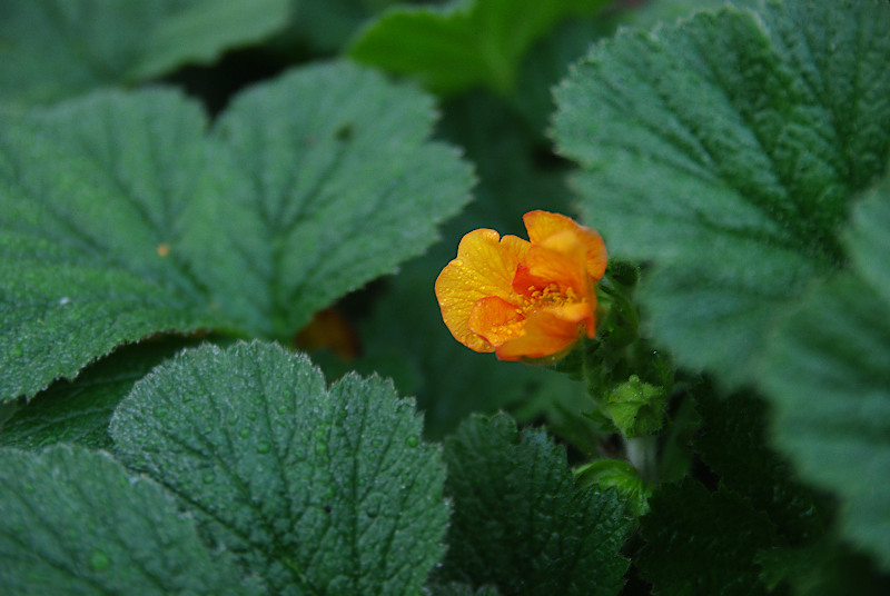 Geum.JPG