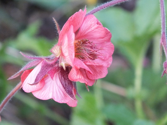 geum rivale 'leonards variety'.jpg