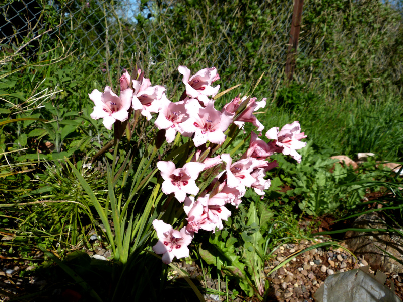 Gladiolus carneus Pink form.JPG