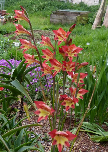 Gladiolus huttonii.jpg