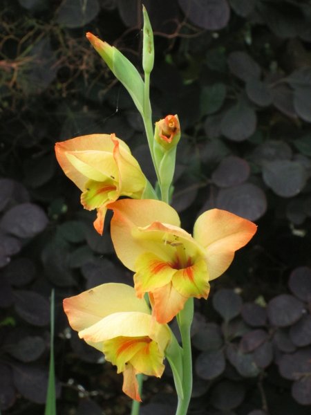 GladiolusBooneSm.jpg