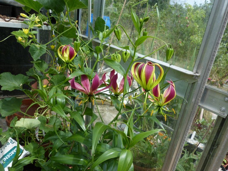 Gloriosa superba.JPG