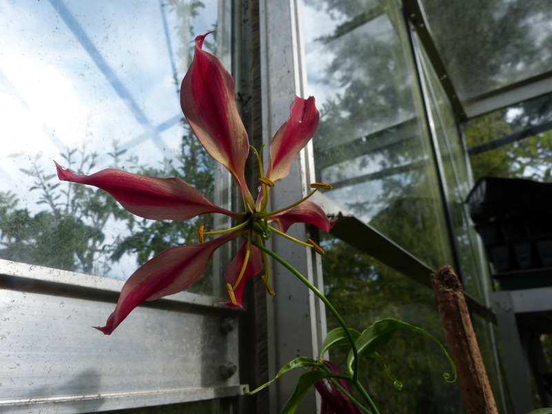 Gloriosa superba lutea.JPG