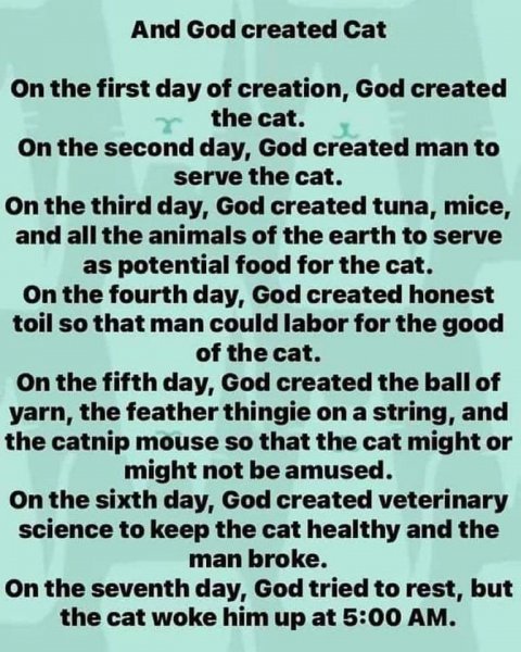 God created Cat.jpg