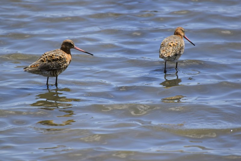 godwit 1.jpg