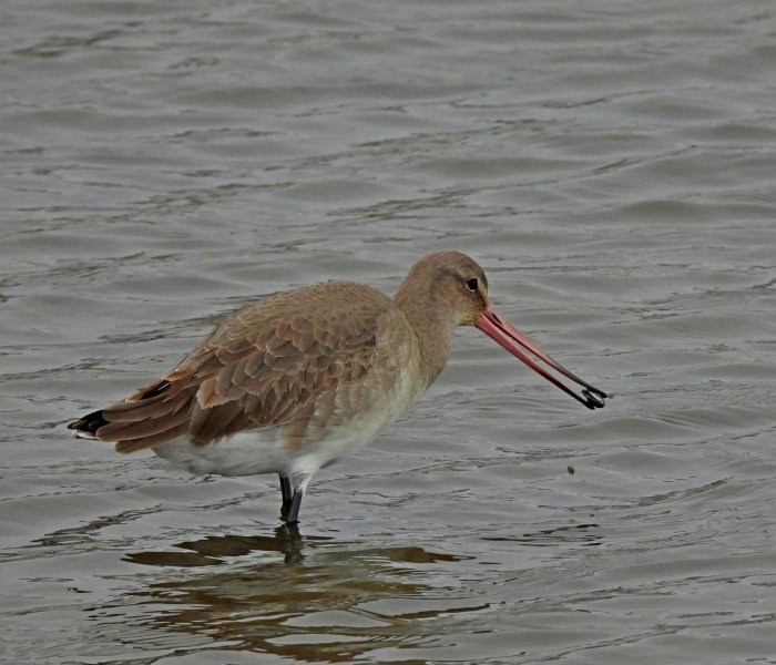 godwit 1.JPG