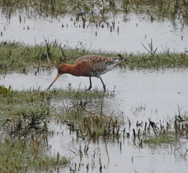 godwit 3.JPG