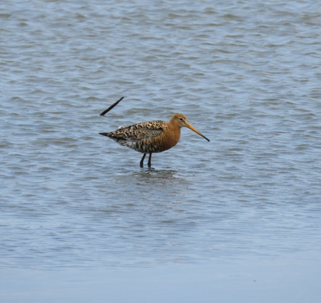 Godwit.JPG