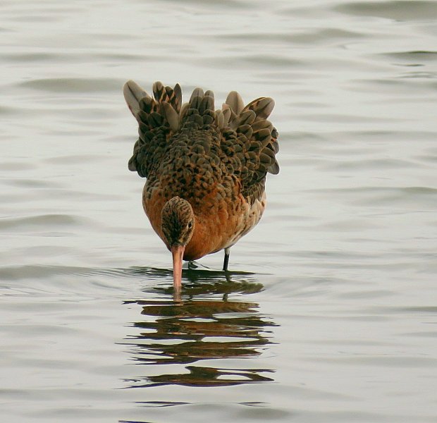 Godwit.jpg