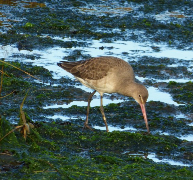 godwit.JPG