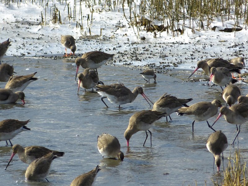 godwits 2.JPG