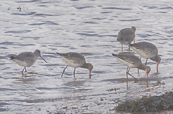 godwits nov.jpg