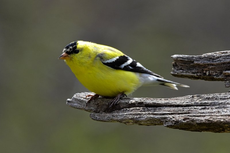 Gold Finch.jpg