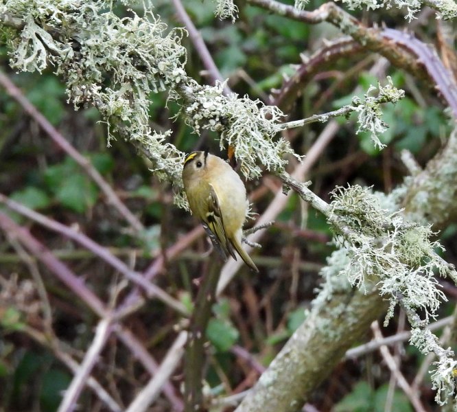 goldcrest.JPG