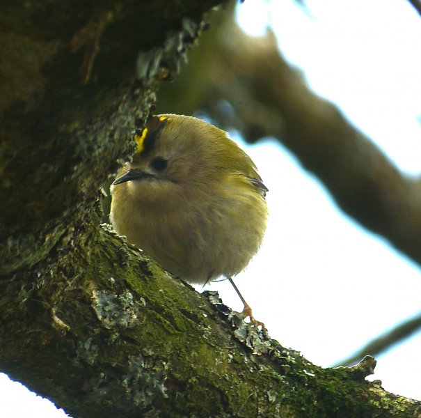 goldcrest.JPG