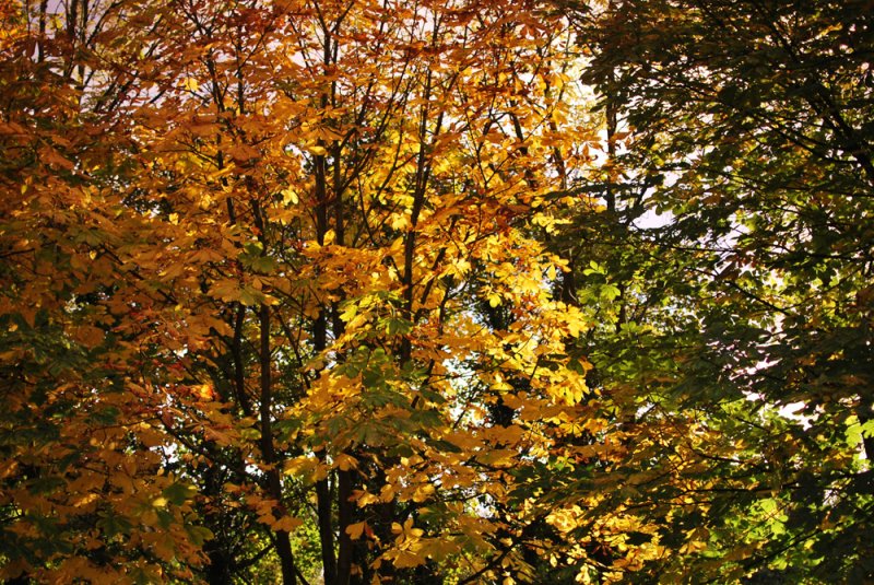 Golden-Leaves.jpg