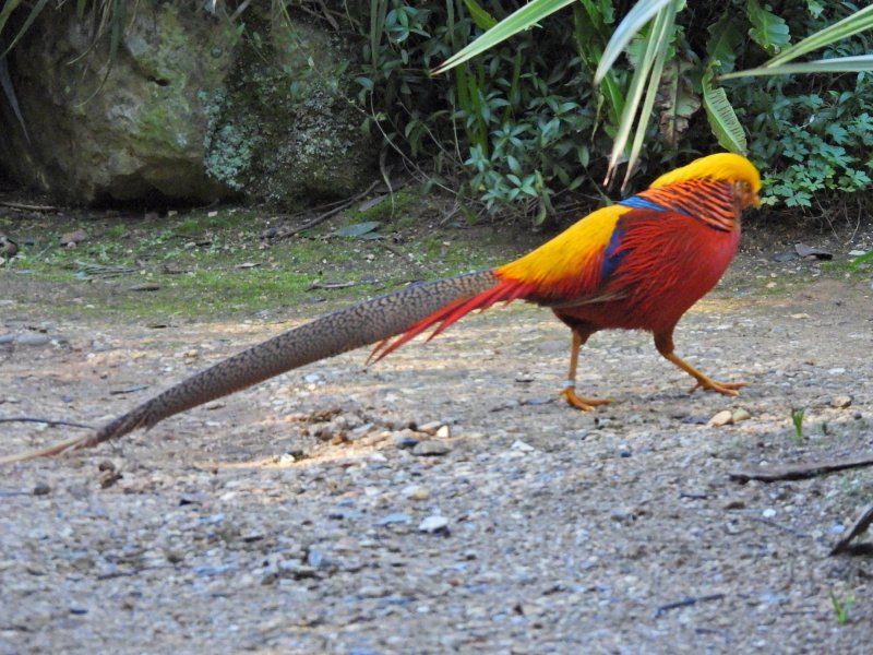 Golden Pheasant 1.JPG