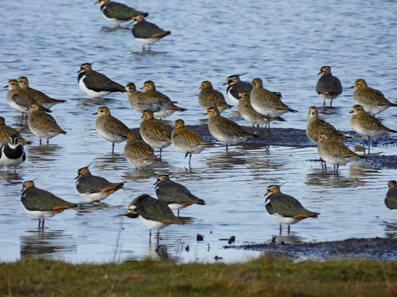 Golden Plover (1).JPG