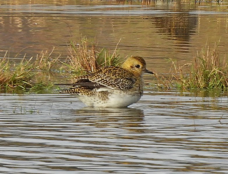 Golden Plover.JPG