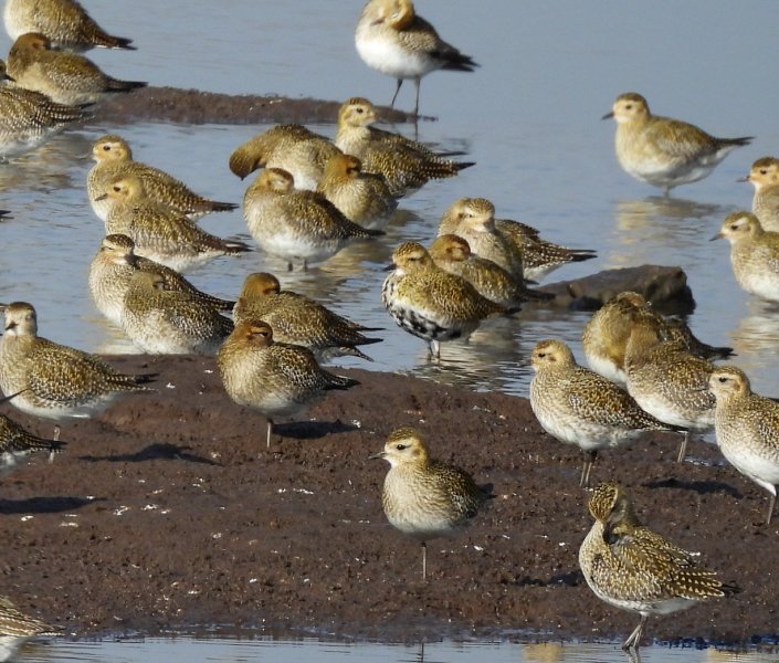 Golden Plover - Lodmoor (4).JPG