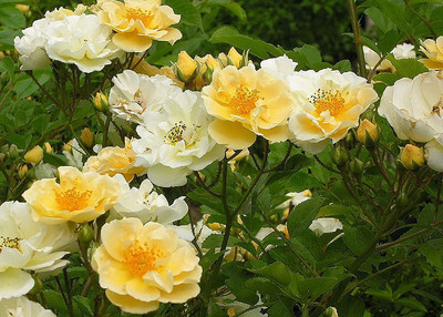 goldfinch-scented-rambling-rose-946-p.jpg