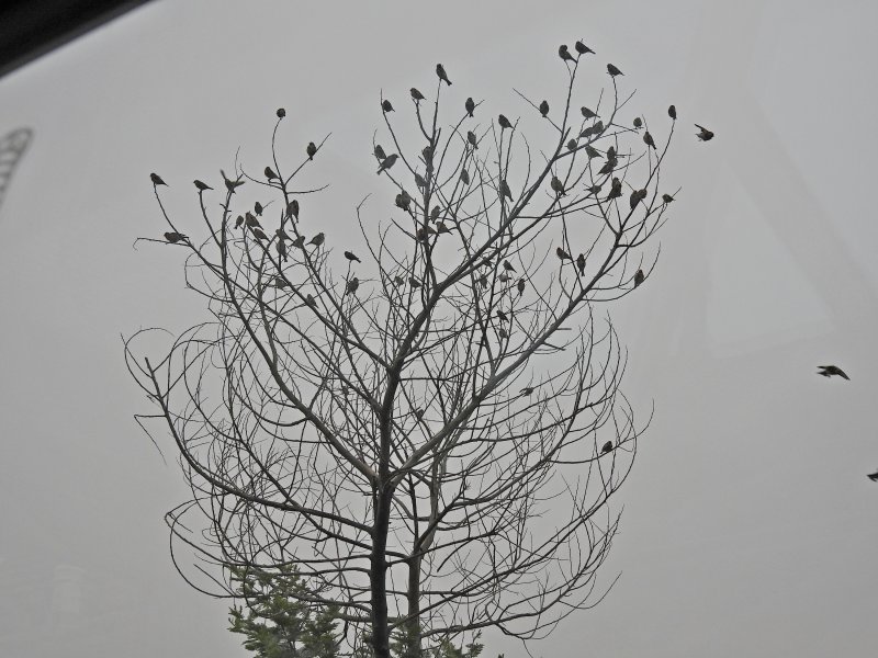 goldfinch tree 1.JPG