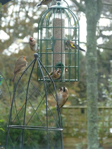 Goldfinches 001.JPG