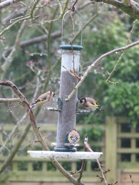 Goldfinches 001.JPG