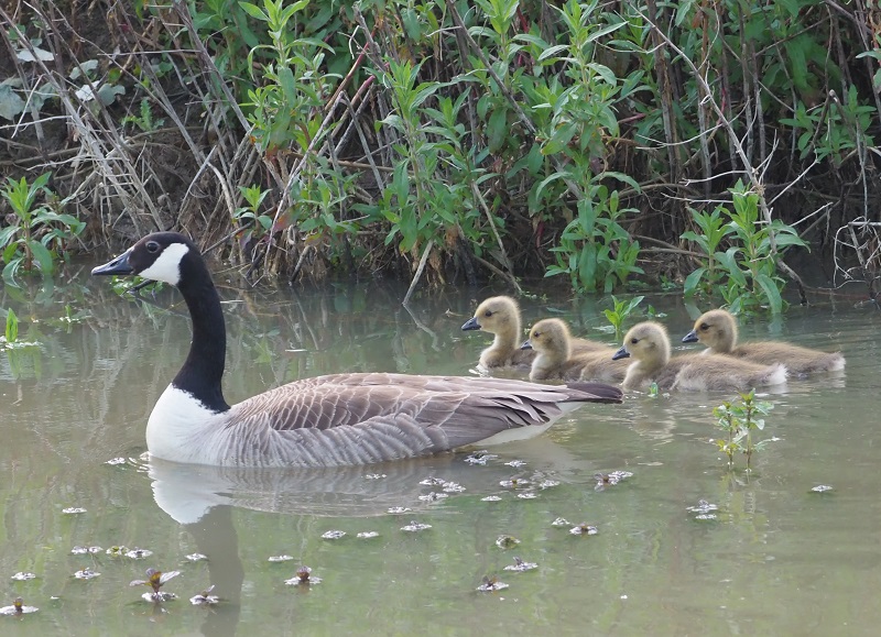 goose single parent.jpg