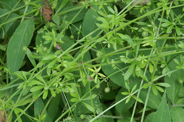 goosegrass.jpg