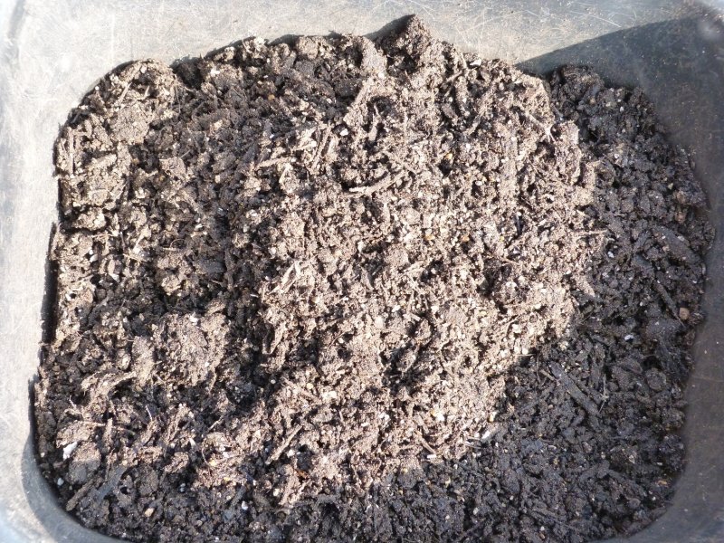 Grandiol with grit and sand 4 March 2013 002.JPG