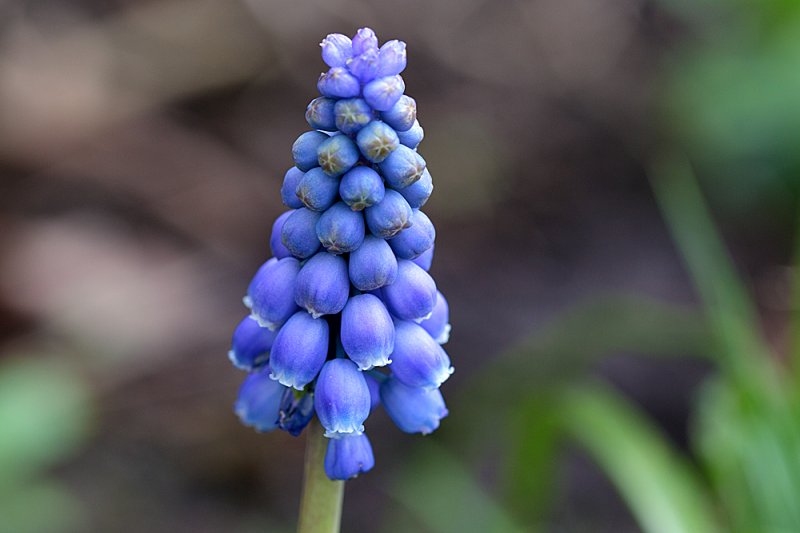 Grape-Hyacinth.jpg