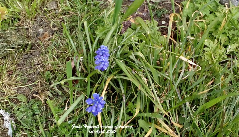 Grape Hyacinth outside of balcony 1st April 2020.jpg