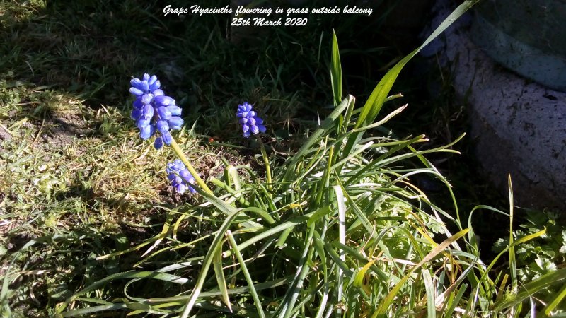 Grape Hyacinths flowering in grass outside balcony 25th March 2020.jpg