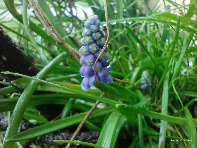 Grape Hyacinths just starting to open on balcony 29th February 2024.jpg